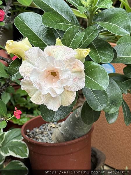 －＞炎炎夏日 , 賞花消暑...