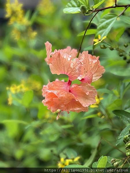 －＞炎炎夏日 , 賞花消暑...