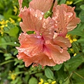 IMG_3462.JPG