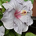 IMG_9418.JPG