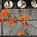 IMG_6981.JPG