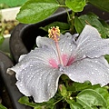 IMG_9417.JPG