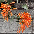 IMG_E6984.JPG