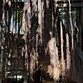 IMG_4542.JPG