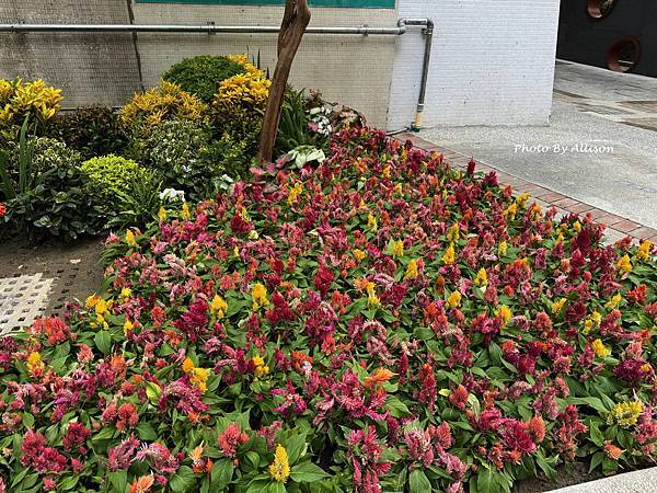 －＞薑荷花 + 藍雪花 + 大岩桐...榮總花園繽紛上演….