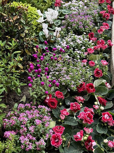 －＞薑荷花 + 藍雪花 + 大岩桐...榮總花園繽紛上演….