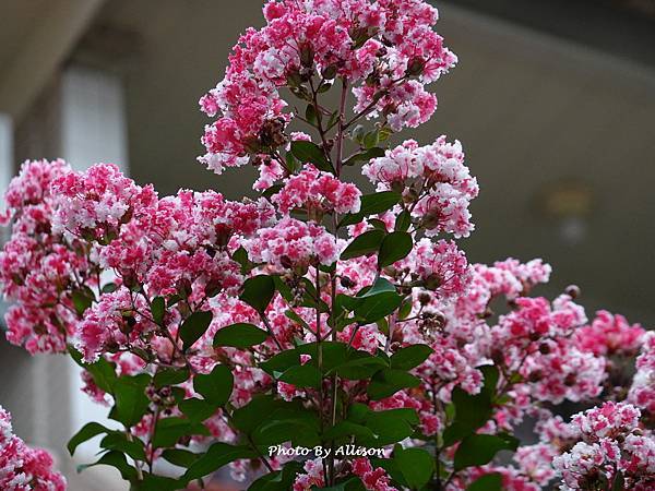 －＞  夏日盛開的花兒    新品種鑲白邊小花紫薇 (202