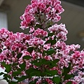 DSC00240.JPG