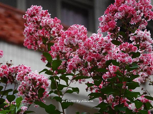 －＞  夏日盛開的花兒    新品種鑲白邊小花紫薇 (202