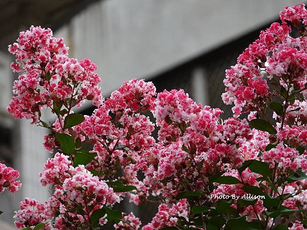 －＞  夏日盛開的花兒    新品種鑲白邊小花紫薇 (202