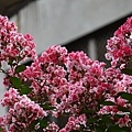DSC00233.JPG