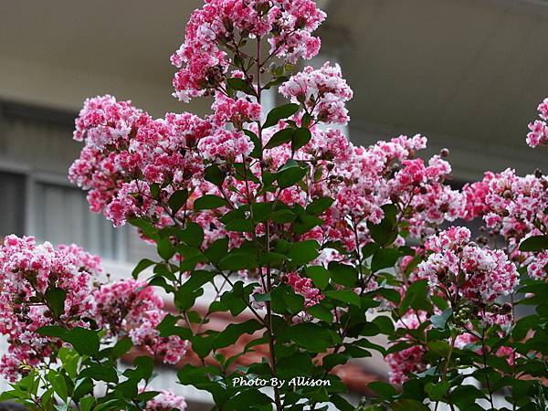 －＞  夏日盛開的花兒    新品種鑲白邊小花紫薇 (202