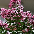 DSC00236.JPG