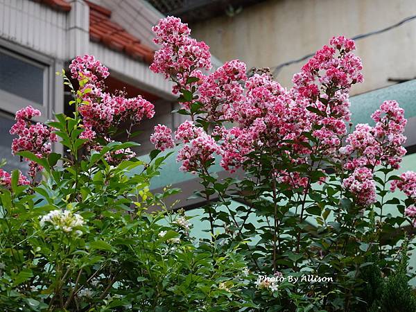 －＞  夏日盛開的花兒    新品種鑲白邊小花紫薇 (202