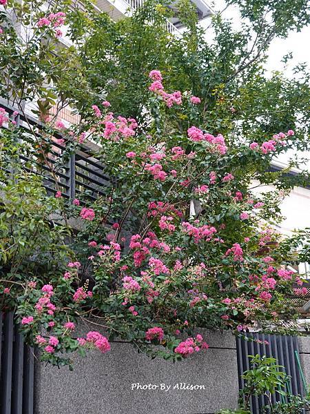 －＞  夏日盛開的花兒    新品種鑲白邊小花紫薇 (202