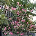 DSC00241.JPG