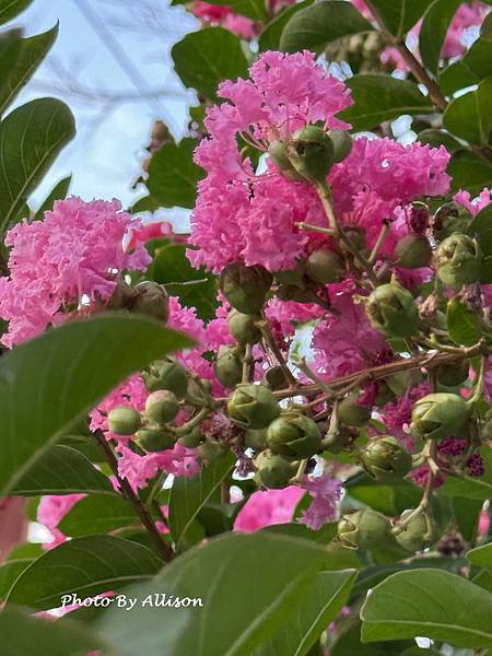 －＞  夏日盛開的花兒    新品種鑲白邊小花紫薇 (202