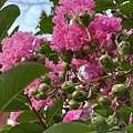 IMG_4062.JPG