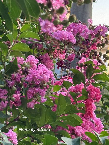 －＞  夏日盛開的花兒    新品種鑲白邊小花紫薇 (202