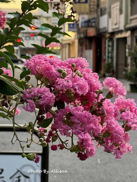 －＞  夏日盛開的花兒    新品種鑲白邊小花紫薇 (202