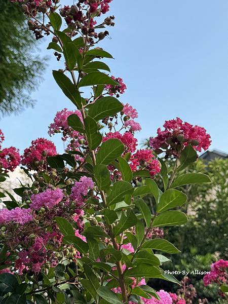 －＞  夏日盛開的花兒    新品種鑲白邊小花紫薇 (202