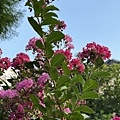 IMG_4113.JPG