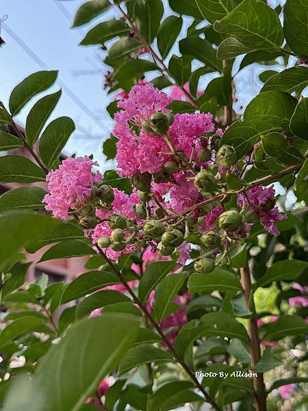 －＞  夏日盛開的花兒    新品種鑲白邊小花紫薇 (202
