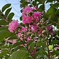 IMG_4122.JPG