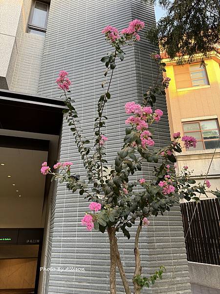－＞  夏日盛開的花兒    新品種鑲白邊小花紫薇 (202