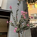 IMG_4081.JPG