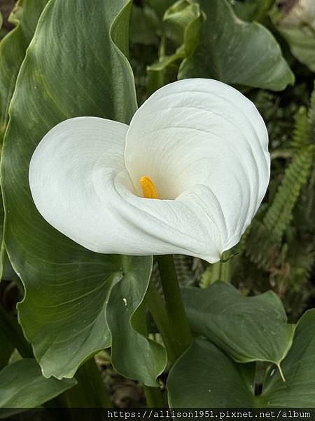 －＞【越南沙壩】11 / 30 地涌金蓮+  白色海芋 花園
