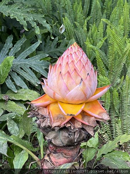 －＞【越南沙壩】11 / 30 地涌金蓮+  白色海芋 花園
