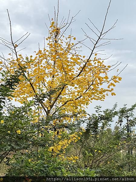 －＞【越南沙壩】11 / 30 地涌金蓮+  白色海芋 花園