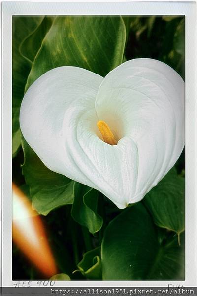 －＞【越南沙壩】11 / 30 地涌金蓮+  白色海芋 花園