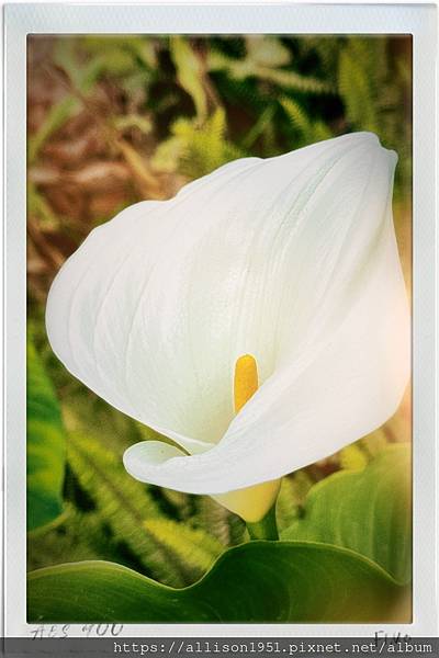 －＞【越南沙壩】11 / 30 地涌金蓮+  白色海芋 花園