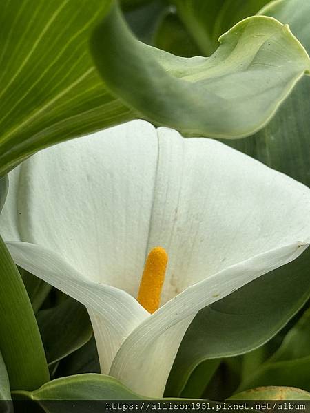 －＞【越南沙壩】11 / 30 地涌金蓮+  白色海芋 花園