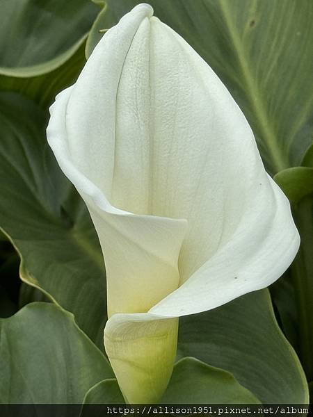 －＞【越南沙壩】11 / 30 地涌金蓮+  白色海芋 花園