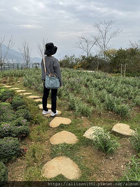 －＞【越南沙壩】11 / 30 地涌金蓮+  白色海芋 花園