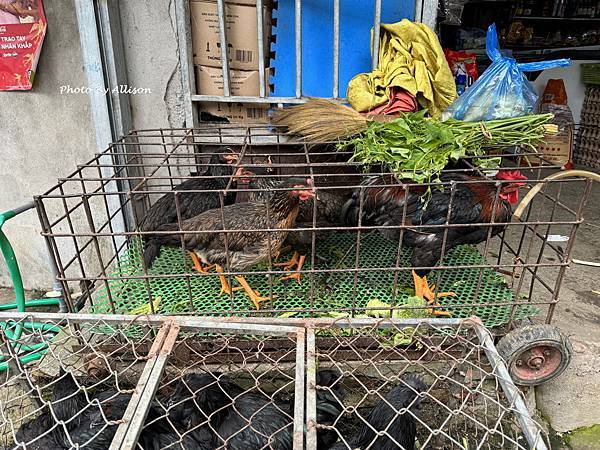 －＞【越南 沙壩】再覽雲霧梯田風光    走進黑苗族村落