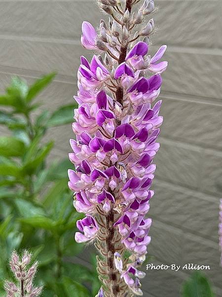 －＞狗尾草 花