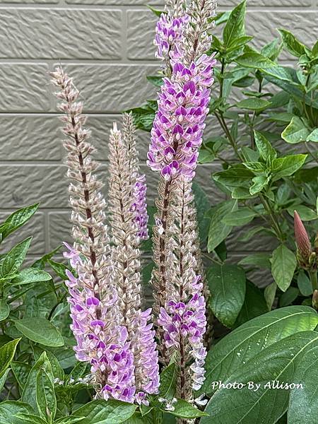 －＞狗尾草 花