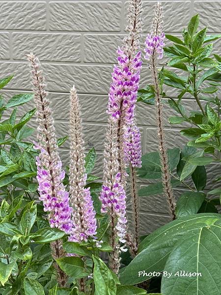 －＞狗尾草 花
