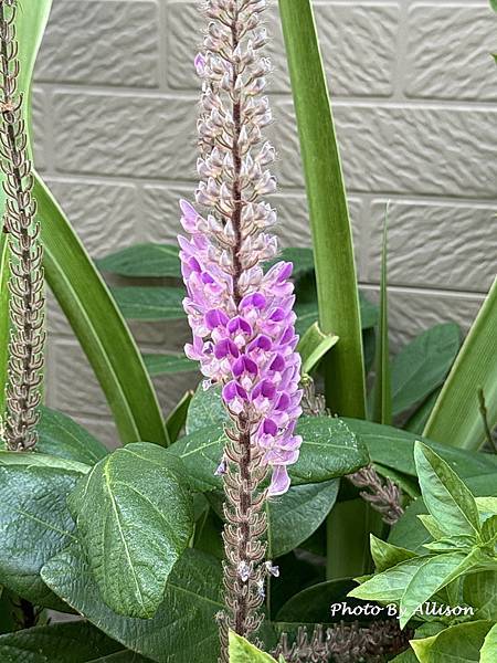 －＞狗尾草 花