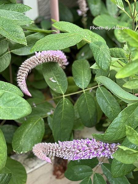 －＞狗尾草 花