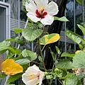 IMG_4995.JPG