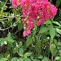 IMG_5030.JPG