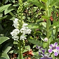 IMG_5037.JPG