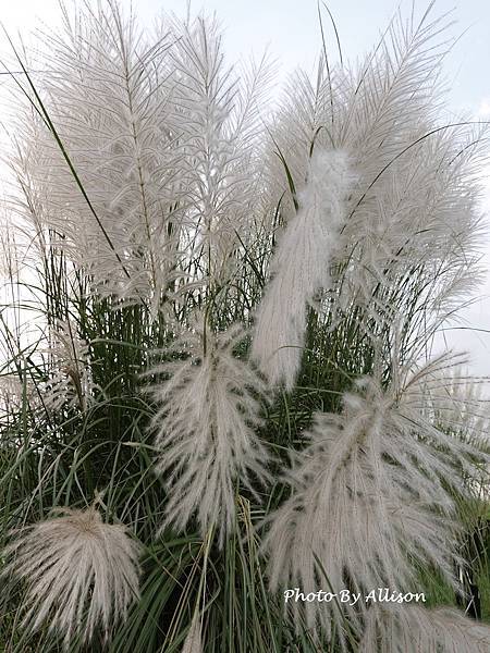 －＞秋天賞芒--- 今年台中中央公園的芒花開得特別好...