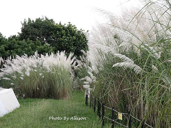 －＞秋天賞芒--- 今年台中中央公園的芒花開得特別好...
