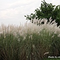 DSC00296.JPG